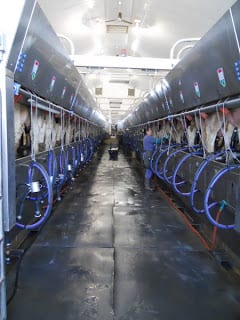 milking cows