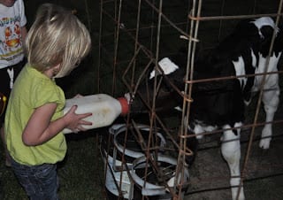 feeding milk to barbie the cow