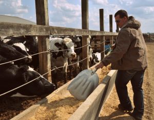 feeding cattle corn