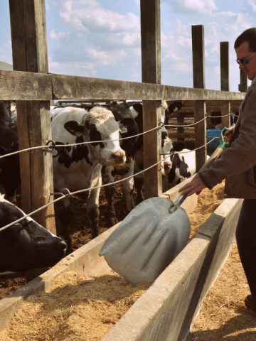 feeding cattle corn