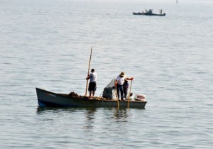 Oyster fishing in the bay