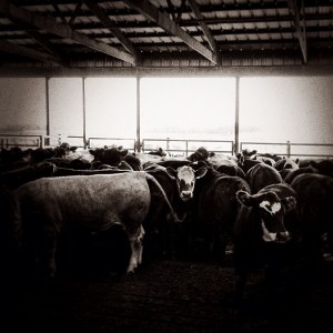 cattle in feedlot