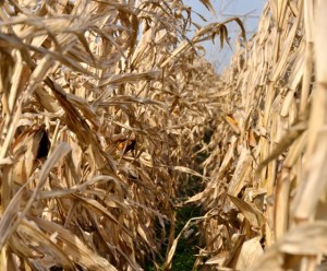 rows of corn