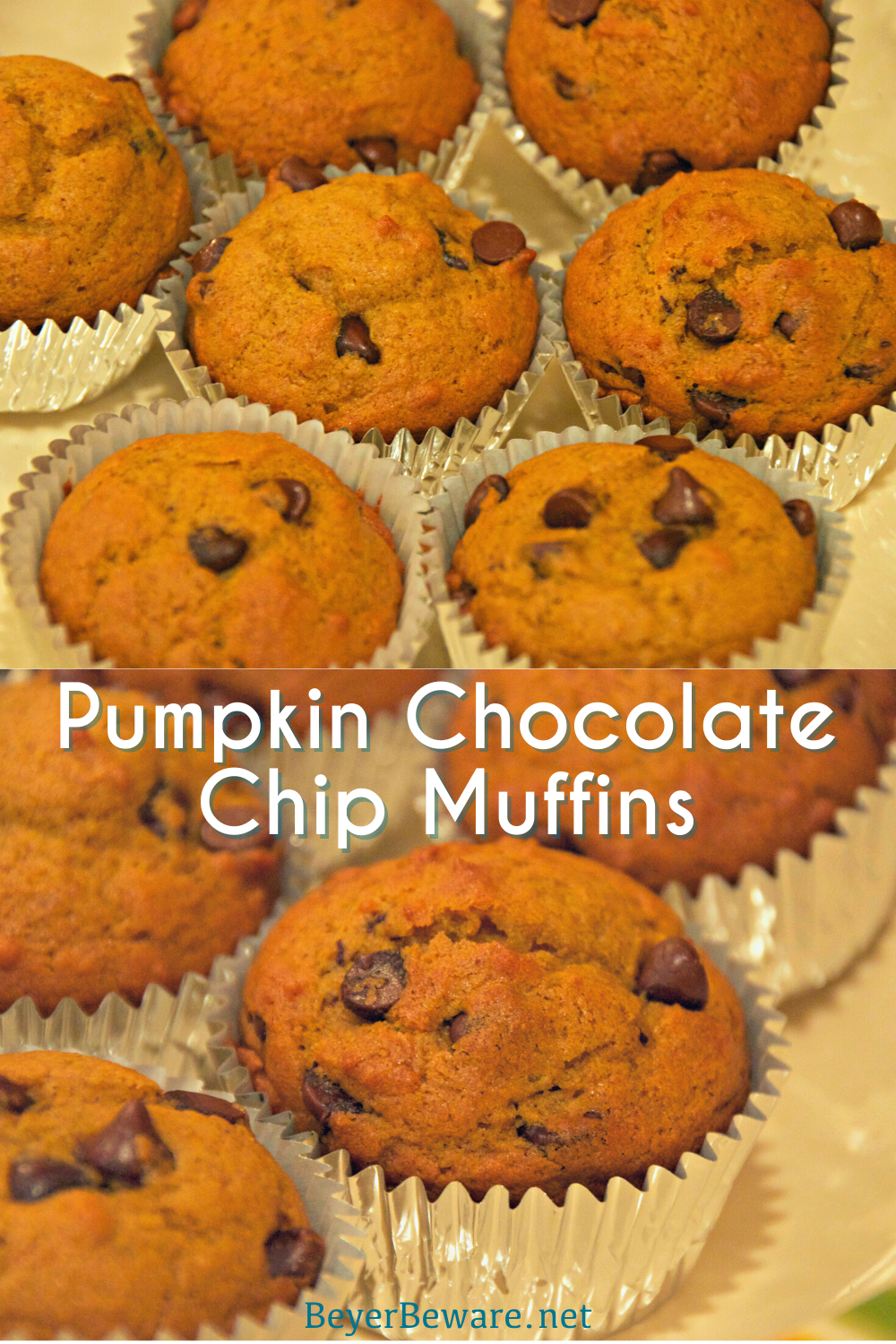 Pumpkin chocolate chip muffins are a staple of fall snacks and breakfast made from scratch with canned pumpkin and plenty of chocolate chips to make the kids feel like they aren't eating healthy food.