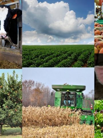 collage of crops