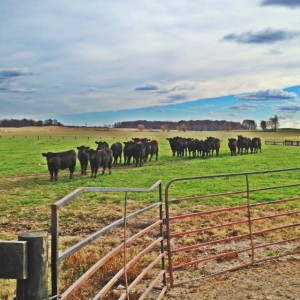 black calves on grass
