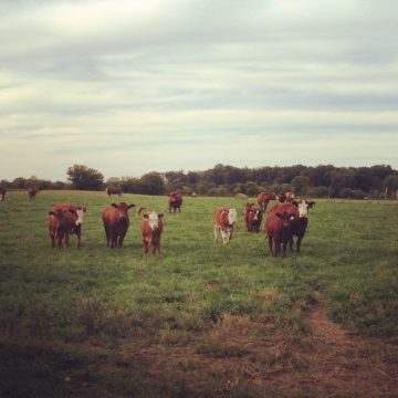 simmental cattle on grass