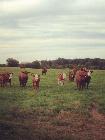 simmental cattle on grass