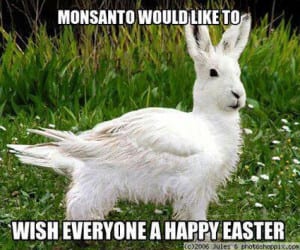 Monsanto rabbit chicken