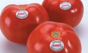 flavr savr tomato