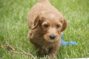 Our GoldenDoodle Puppy Moses