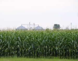 Corn Pollination