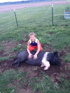 Played with the Pigs