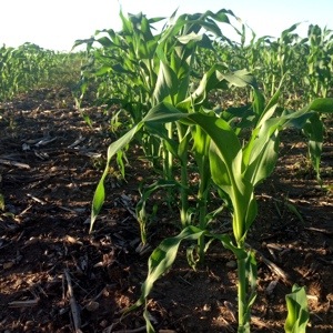 Planted Sweet Corn and Watched It Grow