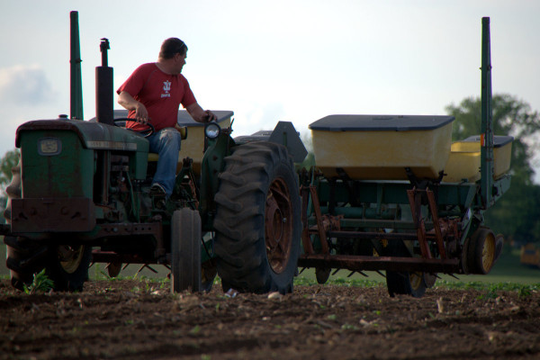 Sweet Corn Planting 