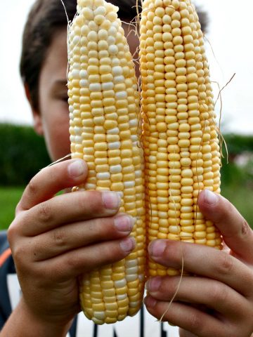 Where does your corn come from? Not all corn in the fields is the corn you can eat.