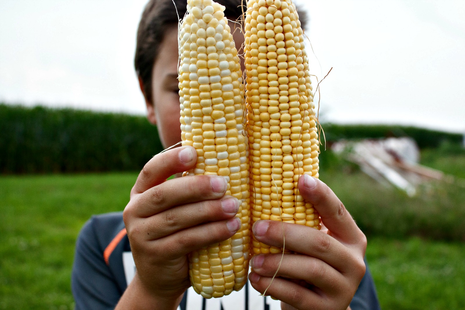 Where does your corn come from? Not all corn in the fields is the corn you can eat.