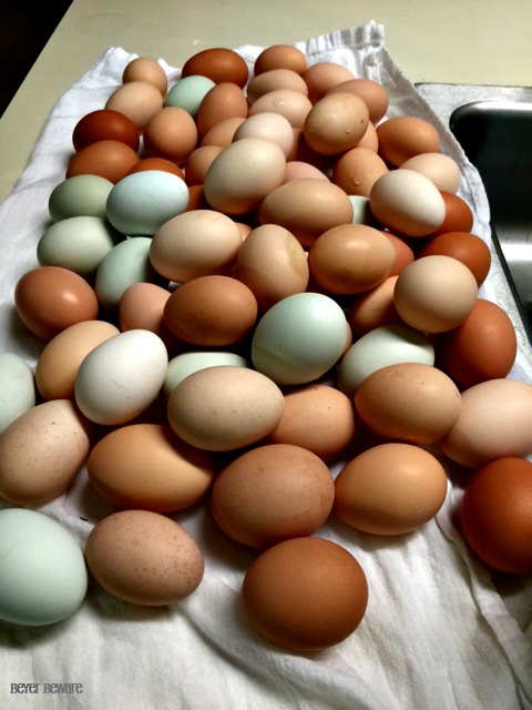 Our eggs, aren't they pretty. The chickens think so too. We lose about 10% of our eggs each day from the chickens cracking them.