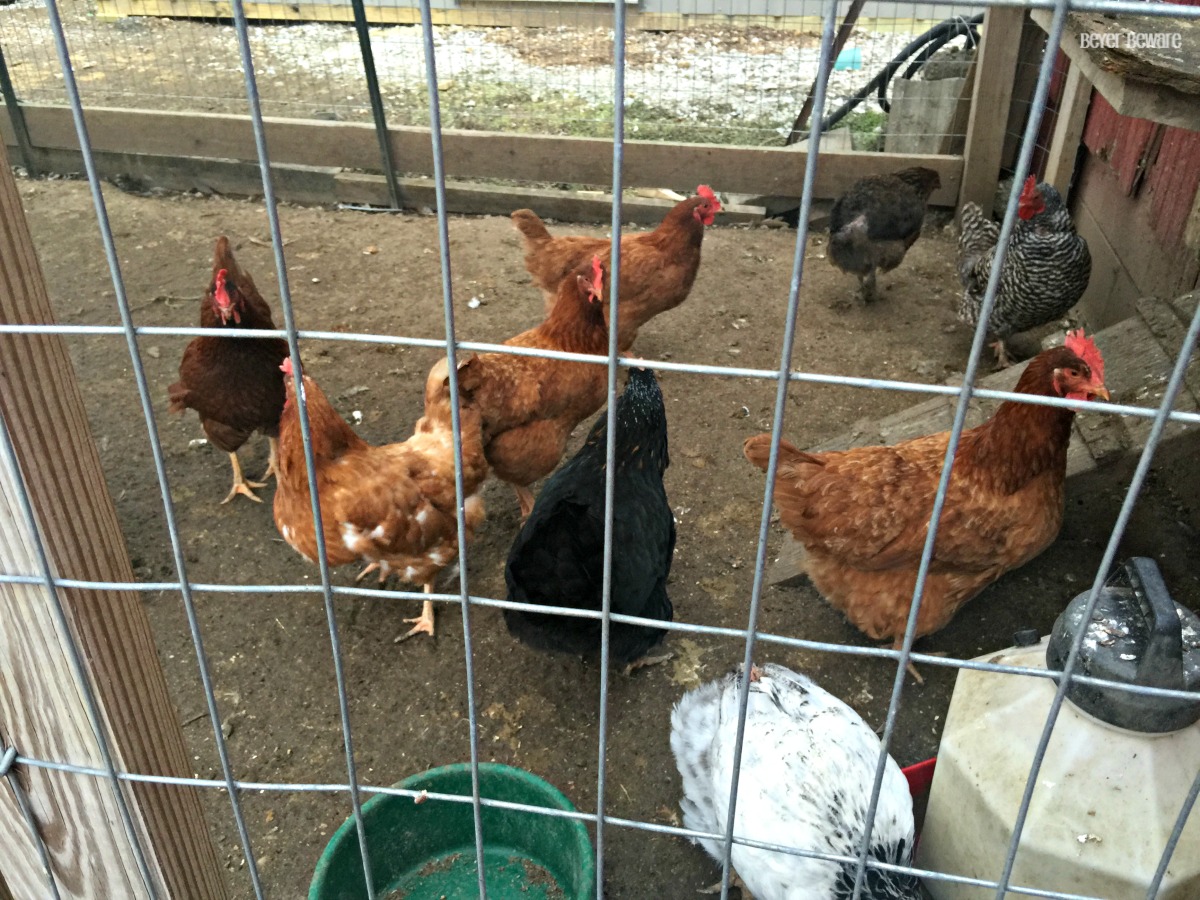 chickens outside the coop