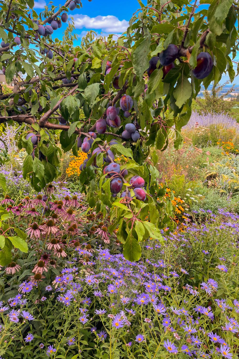 The Brooks Winery was also our lunch destination. A flighted wine tasting on their elevated patio truly was an elevated experience. The wine, the charcuterie, and the gardens were all worth the stop.