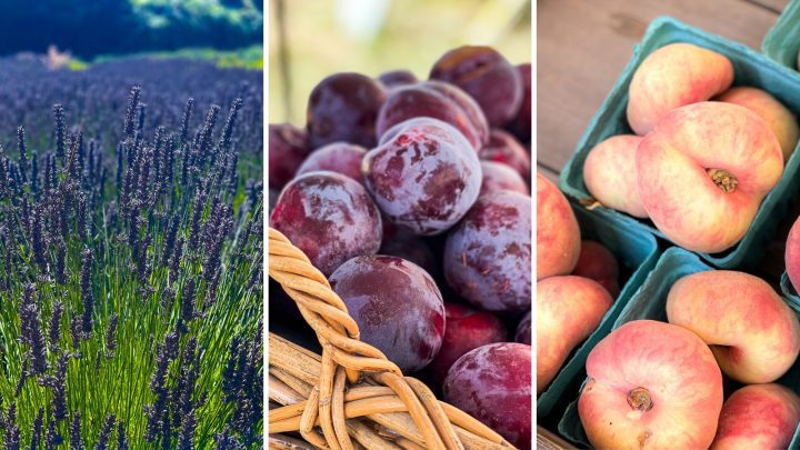 My girlfriends and I decided late August after our kids were back in school would be the best time of year to head out to Willamette Valley for a girls' weekend. This served to be a perfect time for the weather, the agriculture experiences, and smaller crowds.