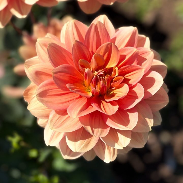 We found Swan Island Dahilas and their annual Dahlia Festival. It was definitely a highlight of the trip to walk the rows of dahlias and dream about tubers that needed to be planted back at home.. Just another reason to visit the area.