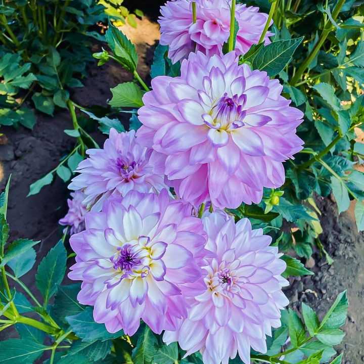 We found Swan Island Dahilas and their annual Dahlia Festival. It was definitely a highlight of the trip to walk the rows of dahlias and dream about tubers that needed to be planted back at home.. Just another reason to visit the area.