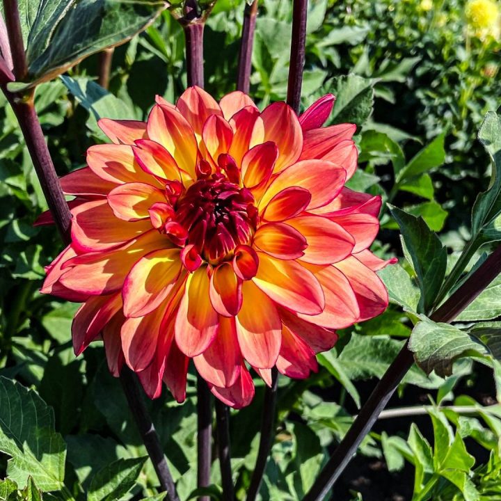 We found Swan Island Dahilas and their annual Dahlia Festival. It was definitely a highlight of the trip to walk the rows of dahlias and dream about tubers that needed to be planted back at home.. Just another reason to visit the area.