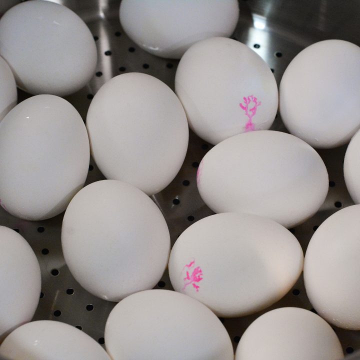 Place the eggs in a steamer pan over a few inches of water, cover with a lid, and bring the water to a boil. Once steam is rattling the lid, let them steam for about 9-12 minutes.
